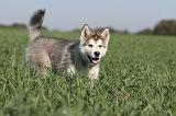 ALASKAN MALAMUTE 164